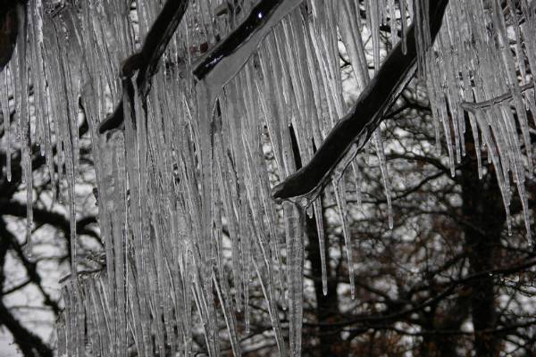 A tree covered in ice.