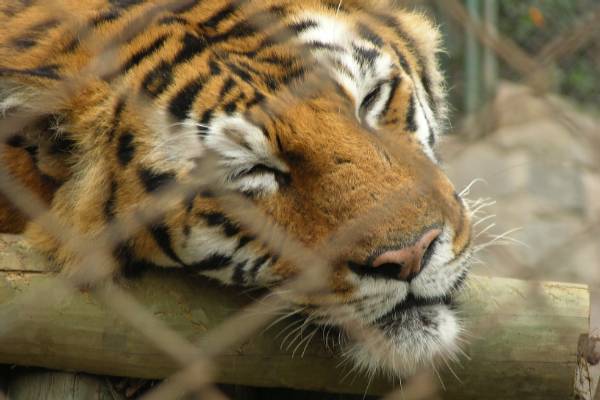 A tiger in Santiago zoo