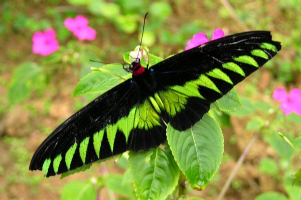 The national butterfly of Malaysia.