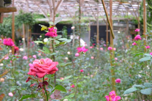 Rose garden