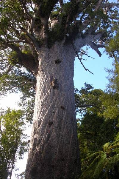 The giant kauri tree, about 2000 years old.
